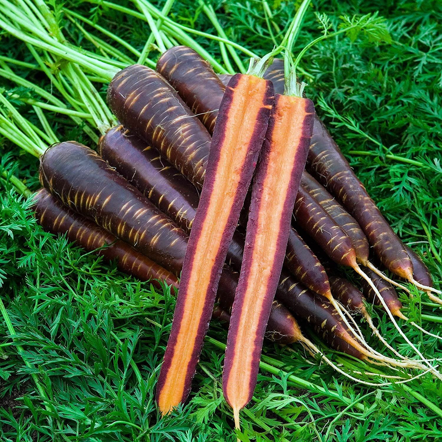 Carrot Seeds- Purple Haze Carrot Seeds , “COOL BEANS N SPROUTS” Brand. Home Gard