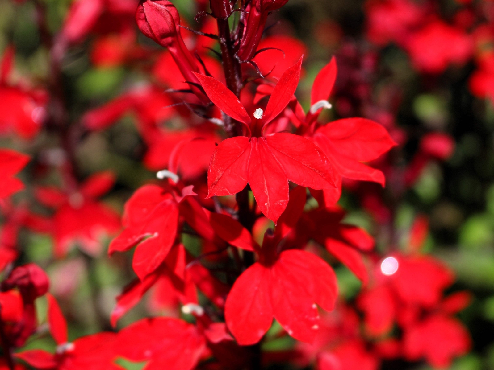 300 CARDINAL FLOWER LOBELIA Cardinalis Flower Seeds