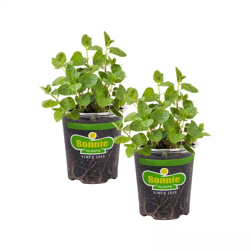 19 Oz. Spearmint Herb Plant (2-Pack)