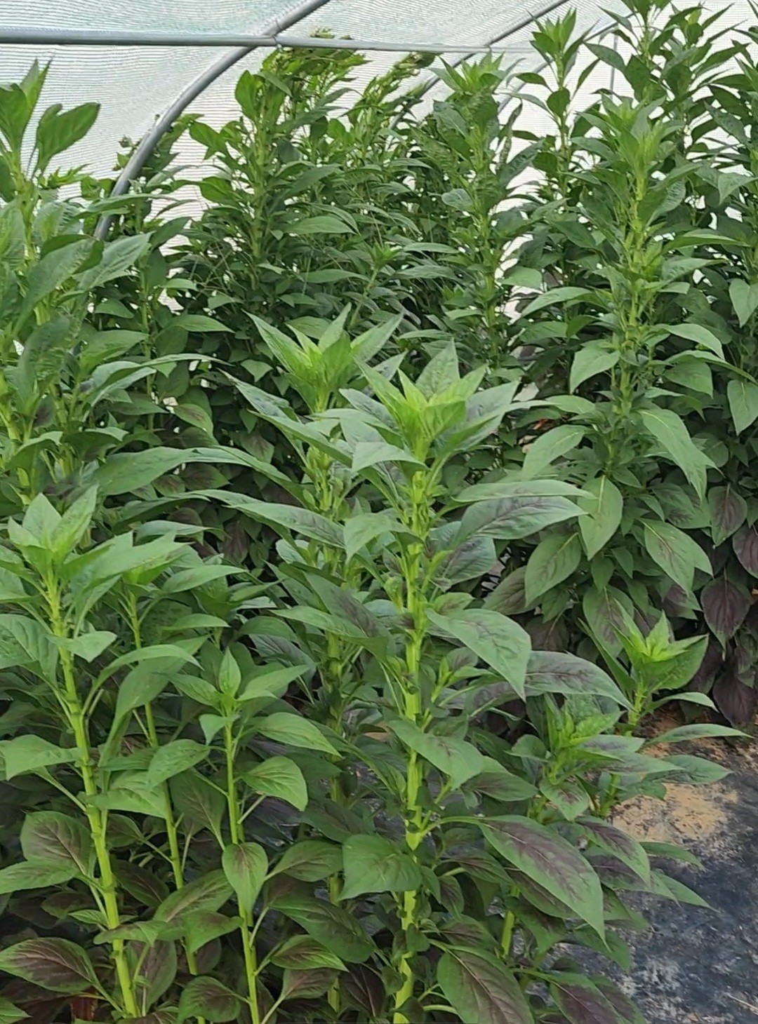Organic Red Nigerian Spinach Seeds, (Lagos Spinach/Shoko) x 100