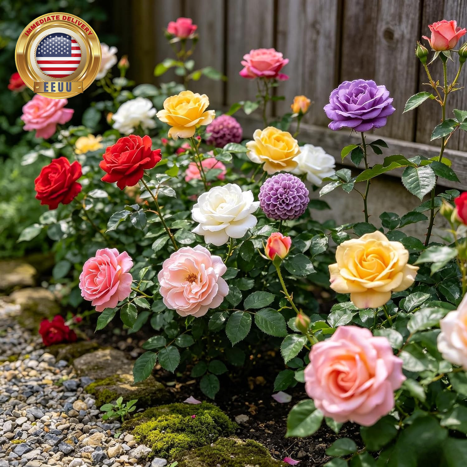 Carpetc 300+ Mixed Rose Seeds for Planting, Fragrant Perennial Shrub, Rosa Flowe