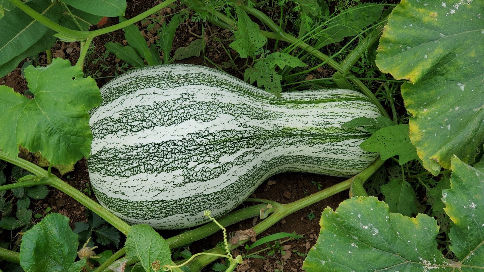 Green Striped Cushaw Squash Pumpkin Seeds (15) / Non Gmo / Rare/ Easy