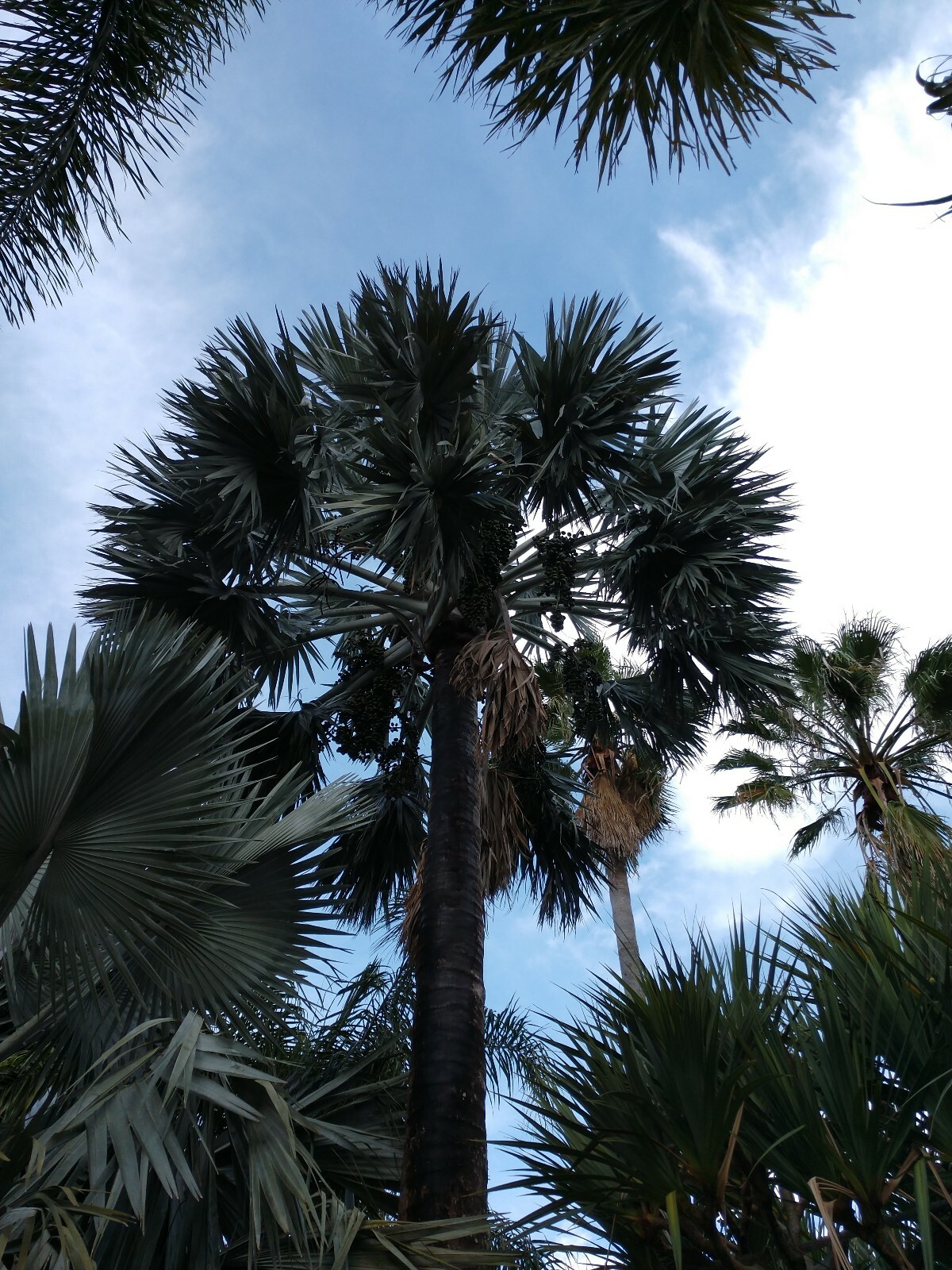 100+ Silver Bismark Palm Tree BISMARKIA NOBILIS Free Shipping Ready to plant.
