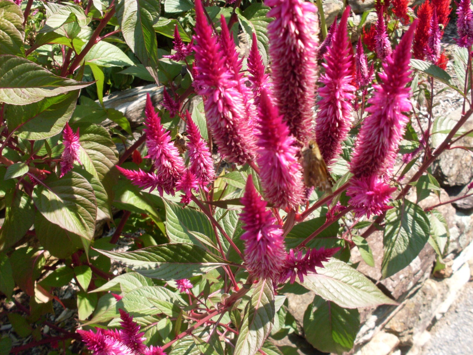 Fuchsia Purple Celway Celosia (300+ Seeds)