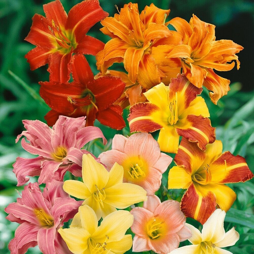 HEMEROCALLIS – 25 DAY LILY SEEDS – NEW CROP – A BEST BUY! – SEE NOTE – LOOK!