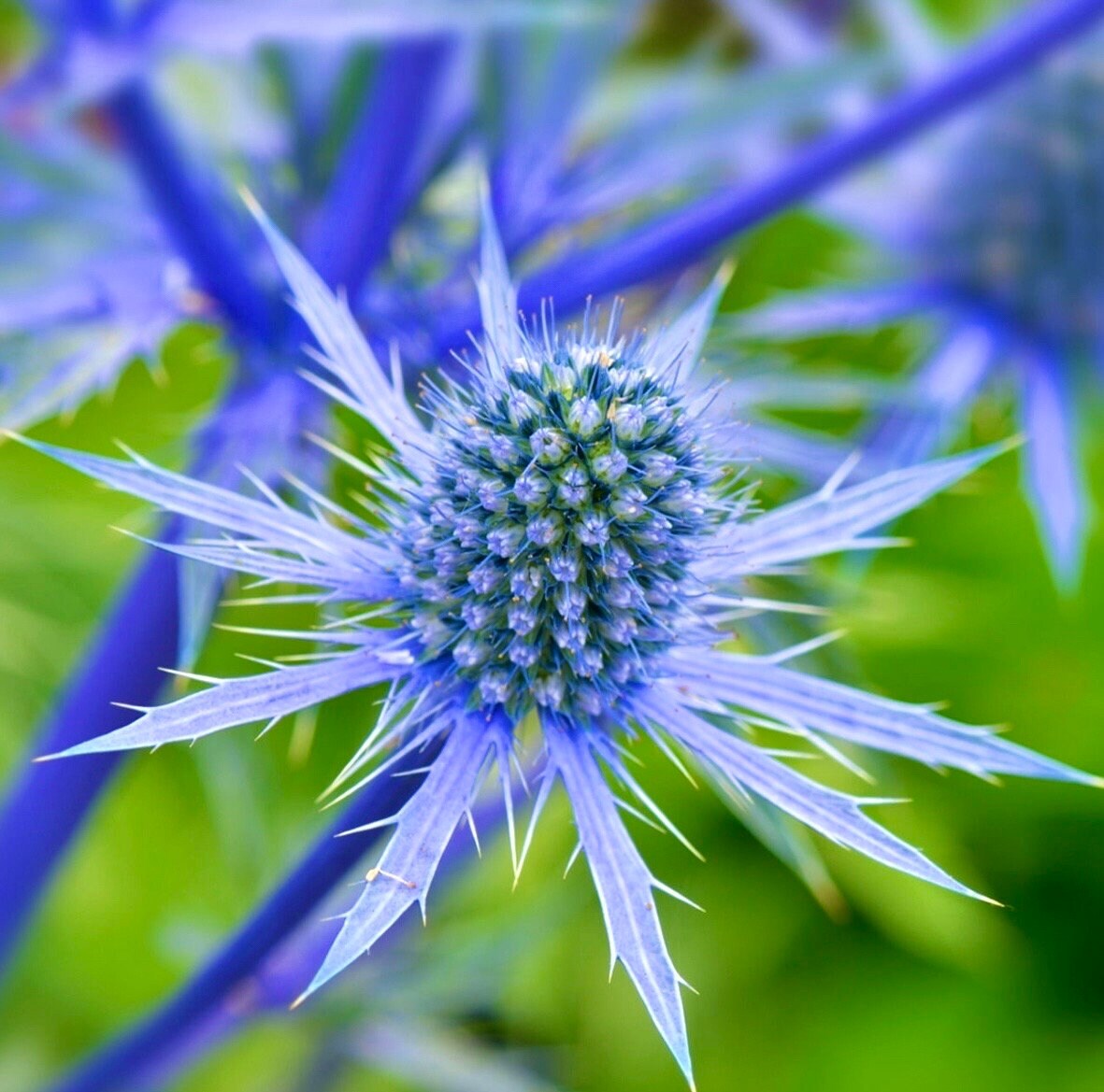 20 Flax Blue Sea Holly Dormant seeds for spring summer Blue colorful fast growi