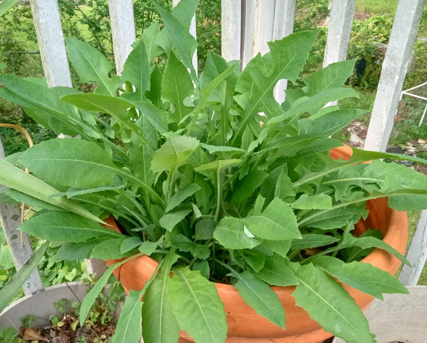 100 Wild/Opium Lettuce Seeds(LactucaVirosa)Medicinal Edible Plant.US grown seeds