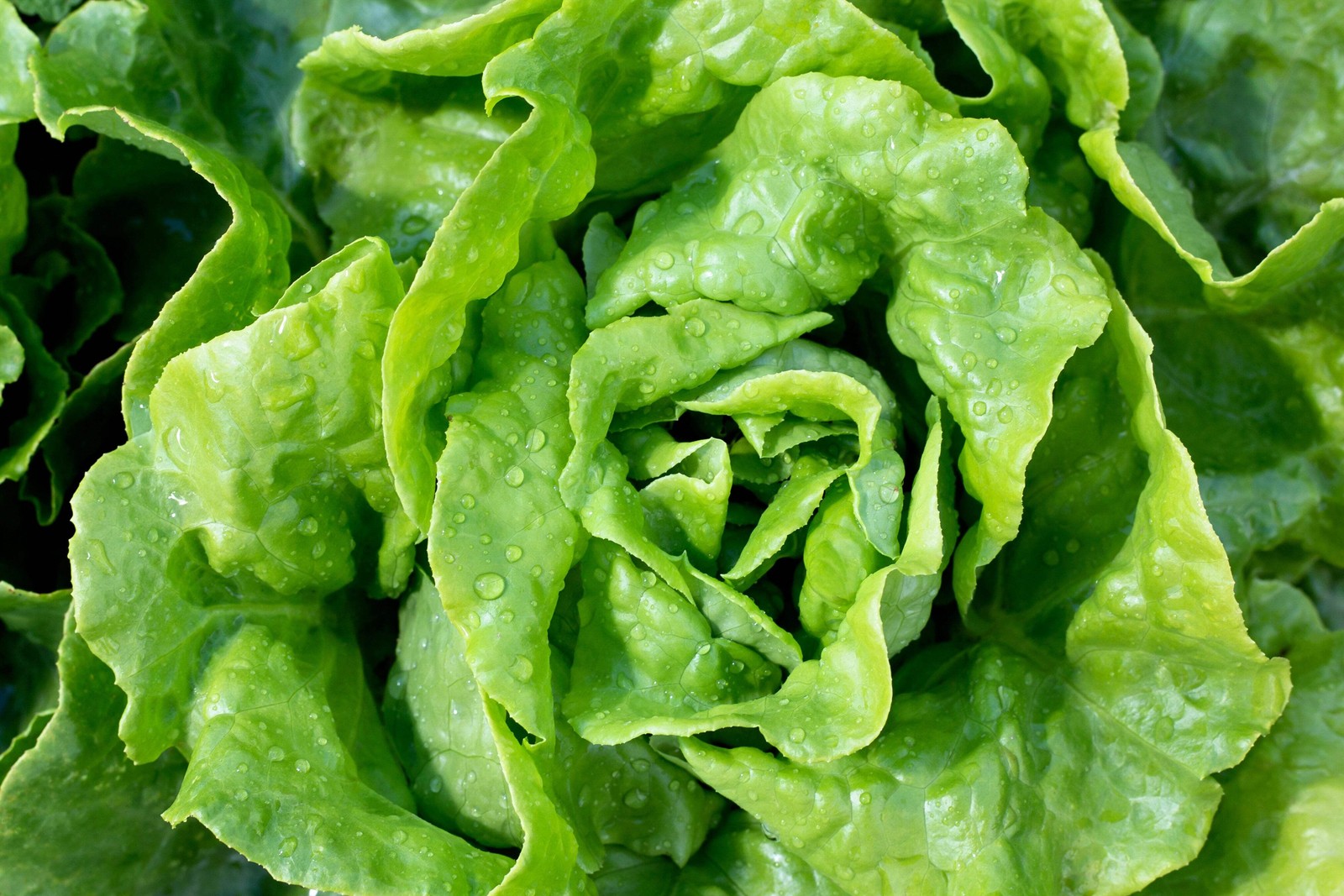 3000 BUTTERCRUNCH LEAF LETTUCE Lactuca Sativa Vegetable Seeds