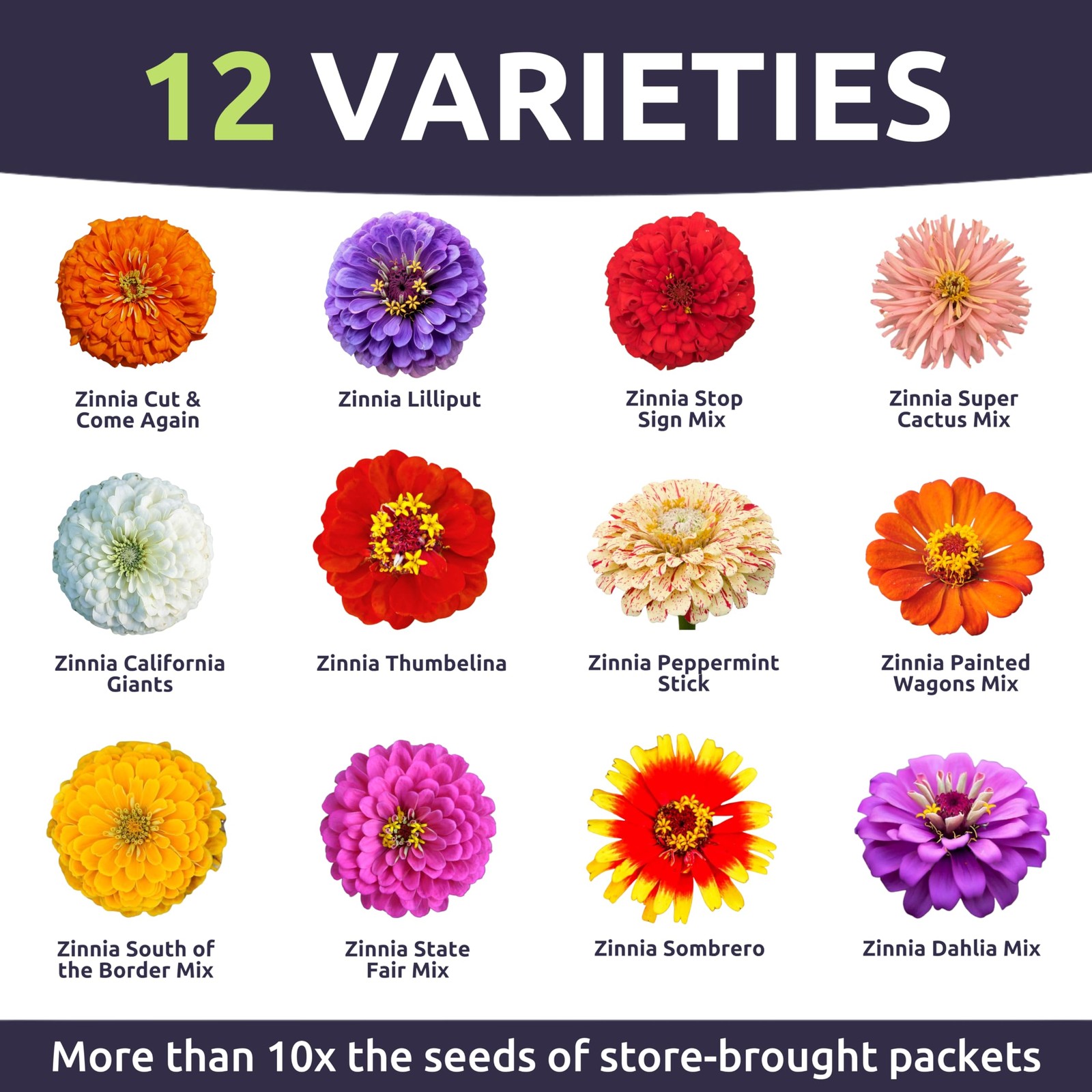 Zinnia Crazy Blend – Large 1 Ounce Packet – 4,000 Flower Seeds for Planting -…