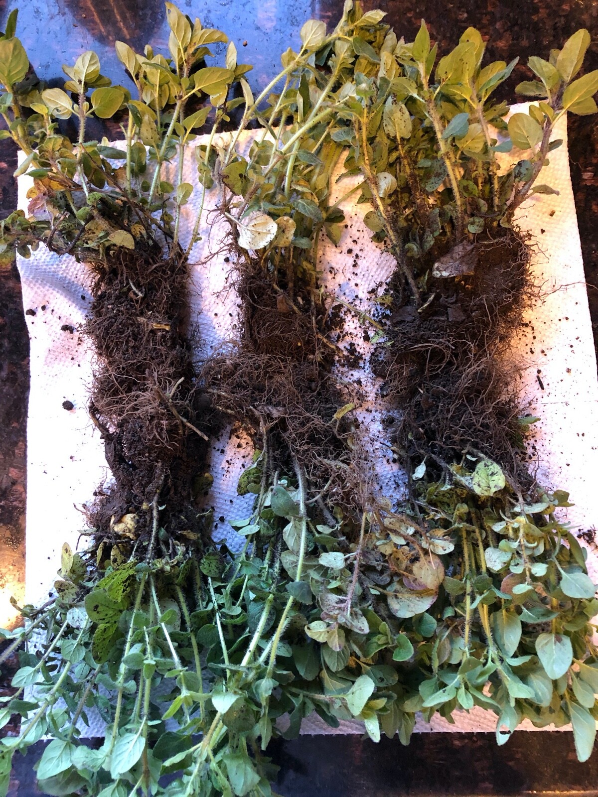 OREGANO LIVE PLANTS, ORGANIC, 6 Starts