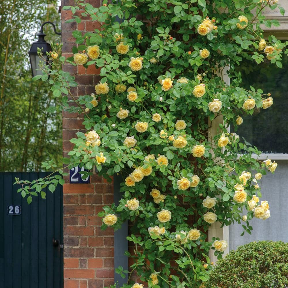 200+ Mix Climbing Rose Seeds for Planting Outdoors Ornamental Climbing Flower…