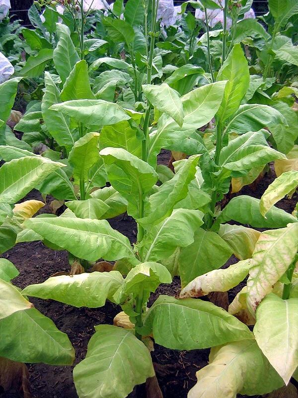 1000 L’Assomption Tobacco Seeds ~ Filler Type Heirloom Non-GMO Nicotiana Tabacum