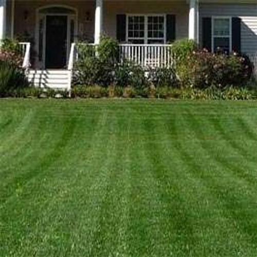 10 LBS – OptiGrowth Coated Combat Extreme Northern Zone – Tall Fescue &