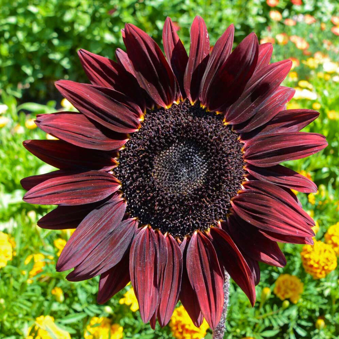 Fresh Premium Chocolate Cherry Sunflower Seeds | Heirloom Non-GMO | Flower Seed
