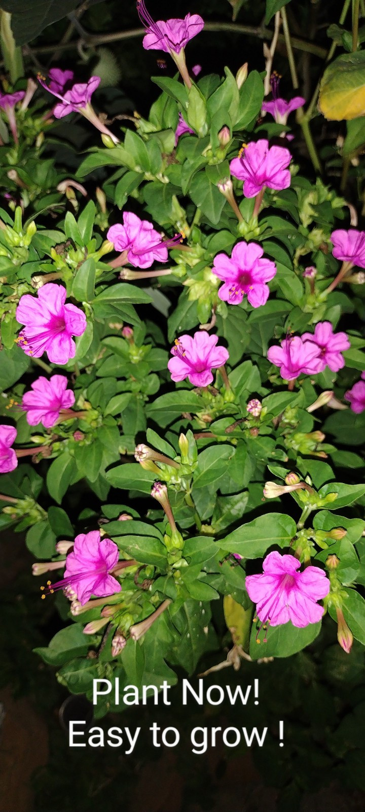 🌸50 Mirabilis (4 O’Clock) Flower Seeds Fragrant Easy to Grow FREE SHIPPING