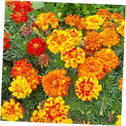 French Sparky Marigold Flower Mix Tagetes 225 Seeds Bicolor Orange, Yellow & Red