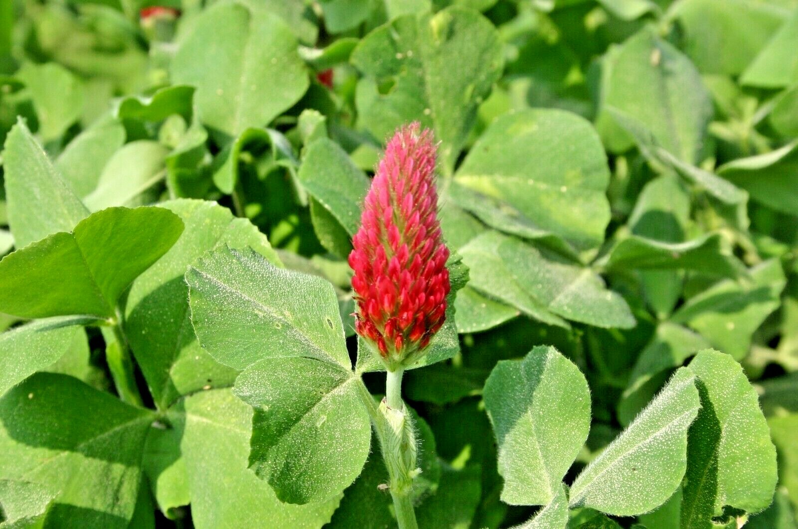 1001+CRIMSON CLOVER Seeds Groundcover Food Plot Native Wildflower Pollinators