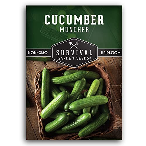 Muncher Cucumber Seeds for Planting | Burpless Variety with Smooth Skin for 1