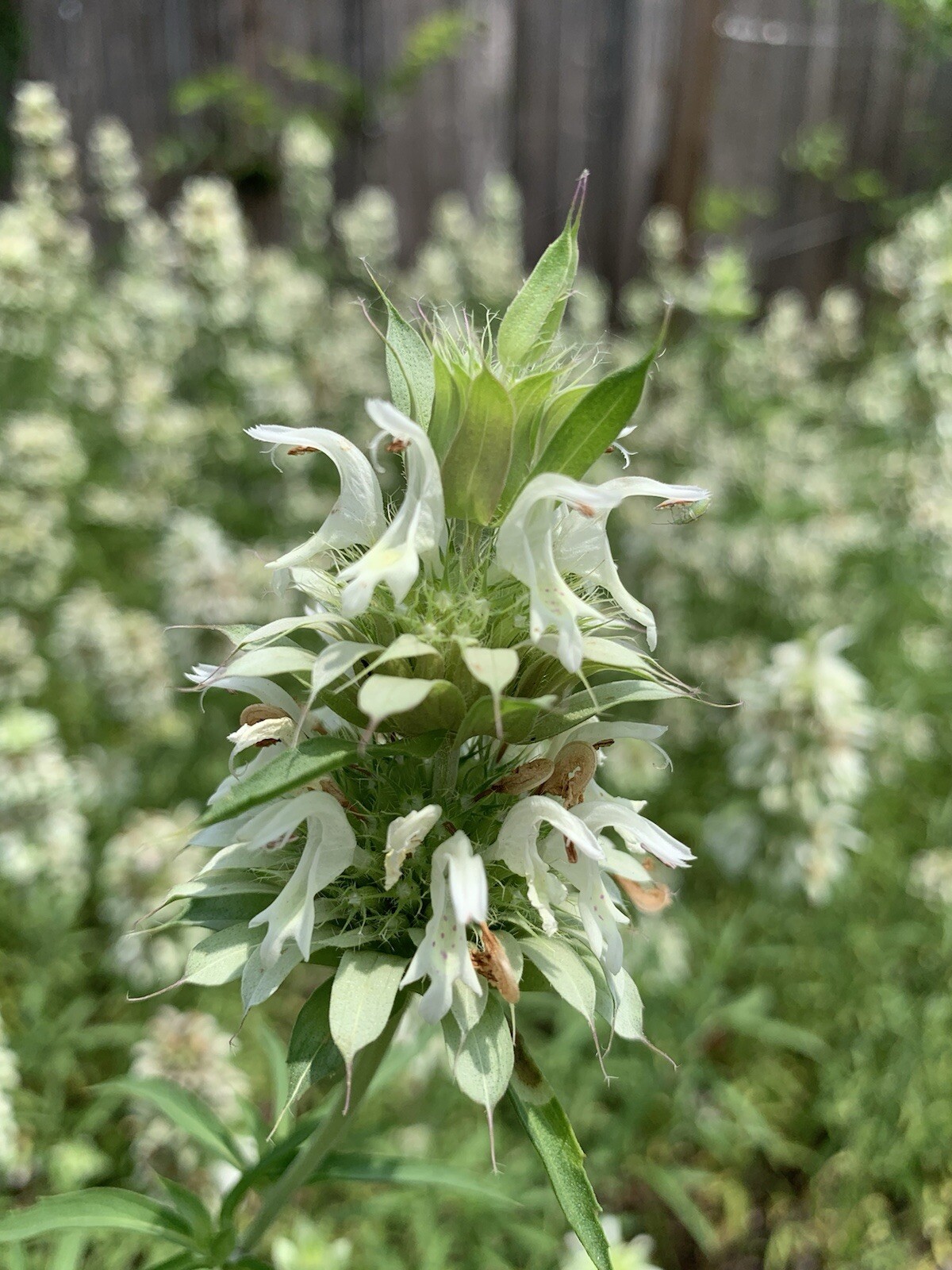 Lemon Beebalm Seeds. 100 plus seeds. Lemon Mint/Horsemint