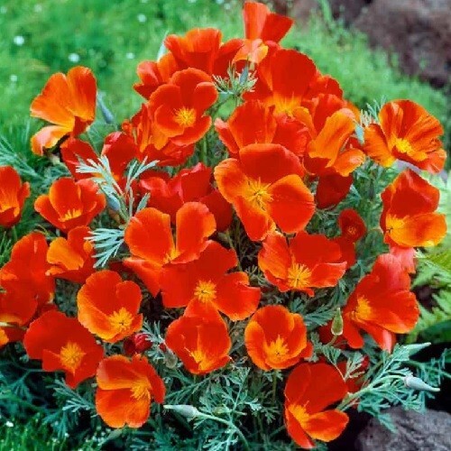 1,000 Organic Red Chief Eschscholzia californica California Poppy Seeds Non-GMO