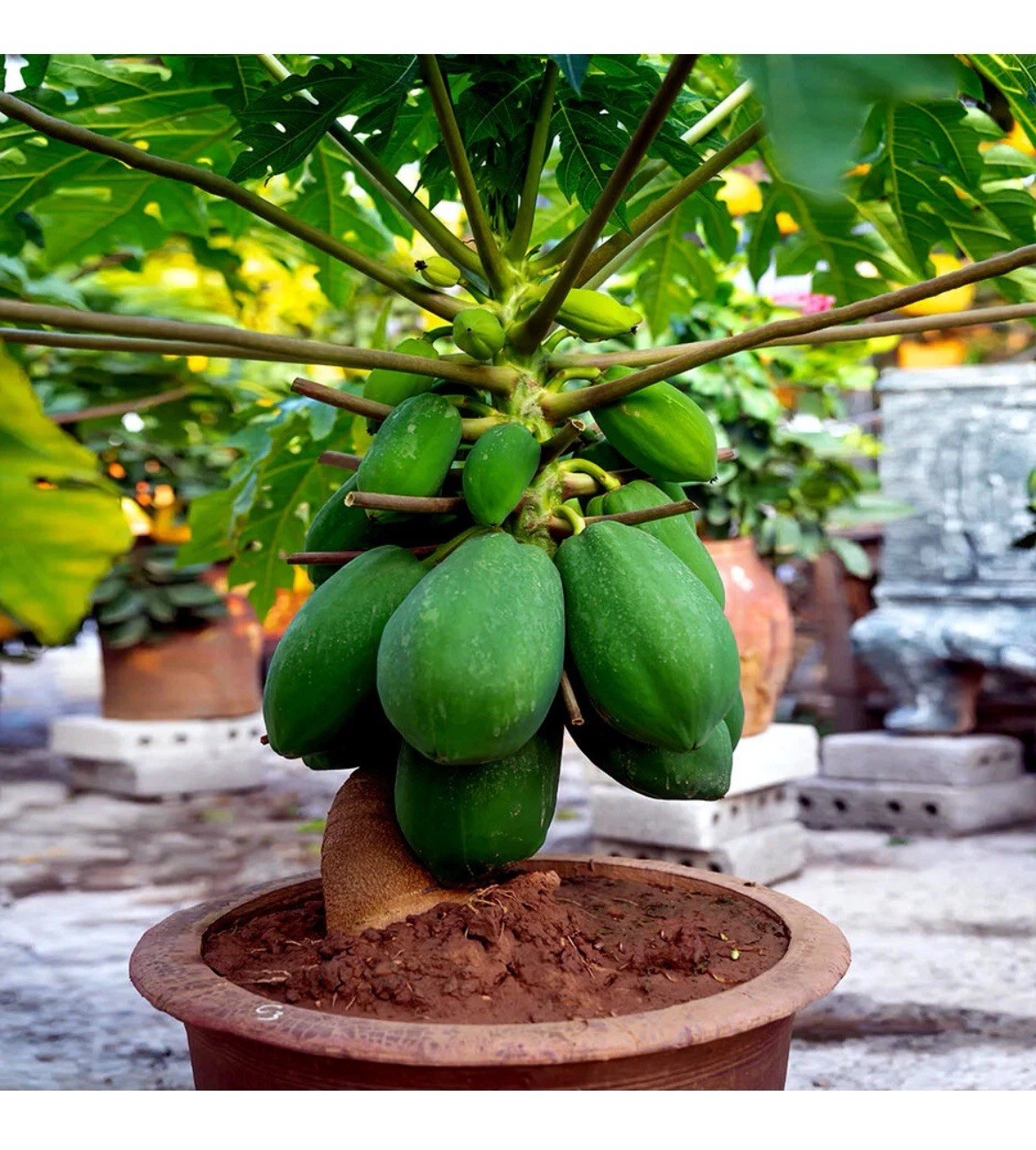 🌴Hawaiian ❗️Dwarf Solo Waimanalo Papaya Seeds 10ct Fast Fruit Houseplant