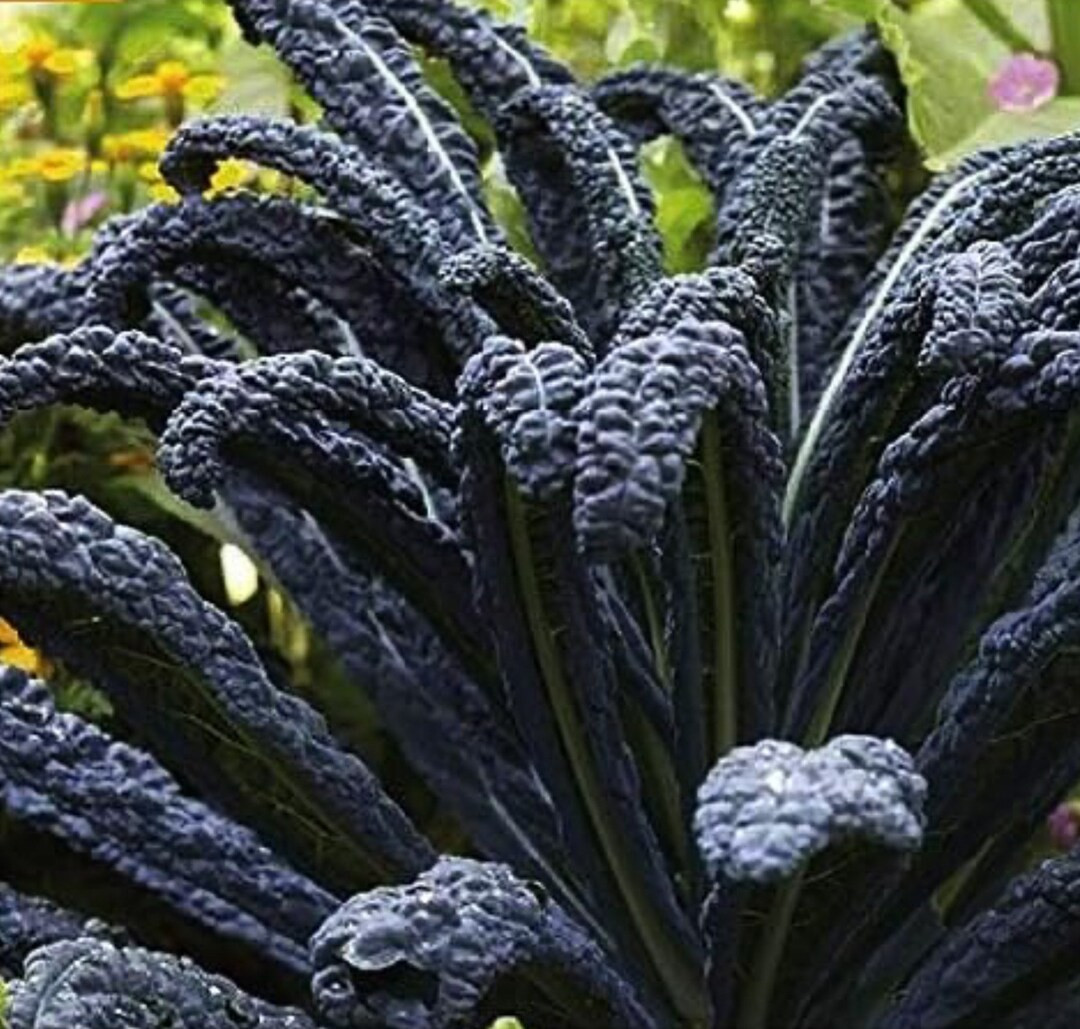 400+ Black Magic Kale Seeds — Brassica oleracea