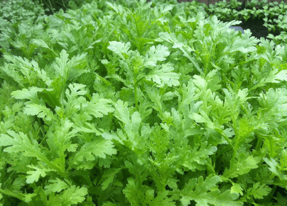2000+ Chrysanthemum seeds | Tan Ngo | Cai Cuc | Tan O 虎耳大葉茼蒿