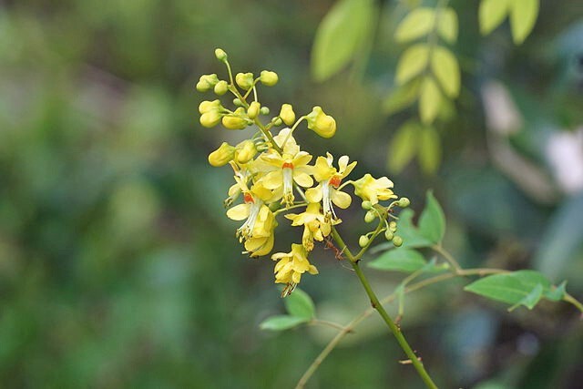 Caesalpinia crista | Gray Nicker | 5 Seeds