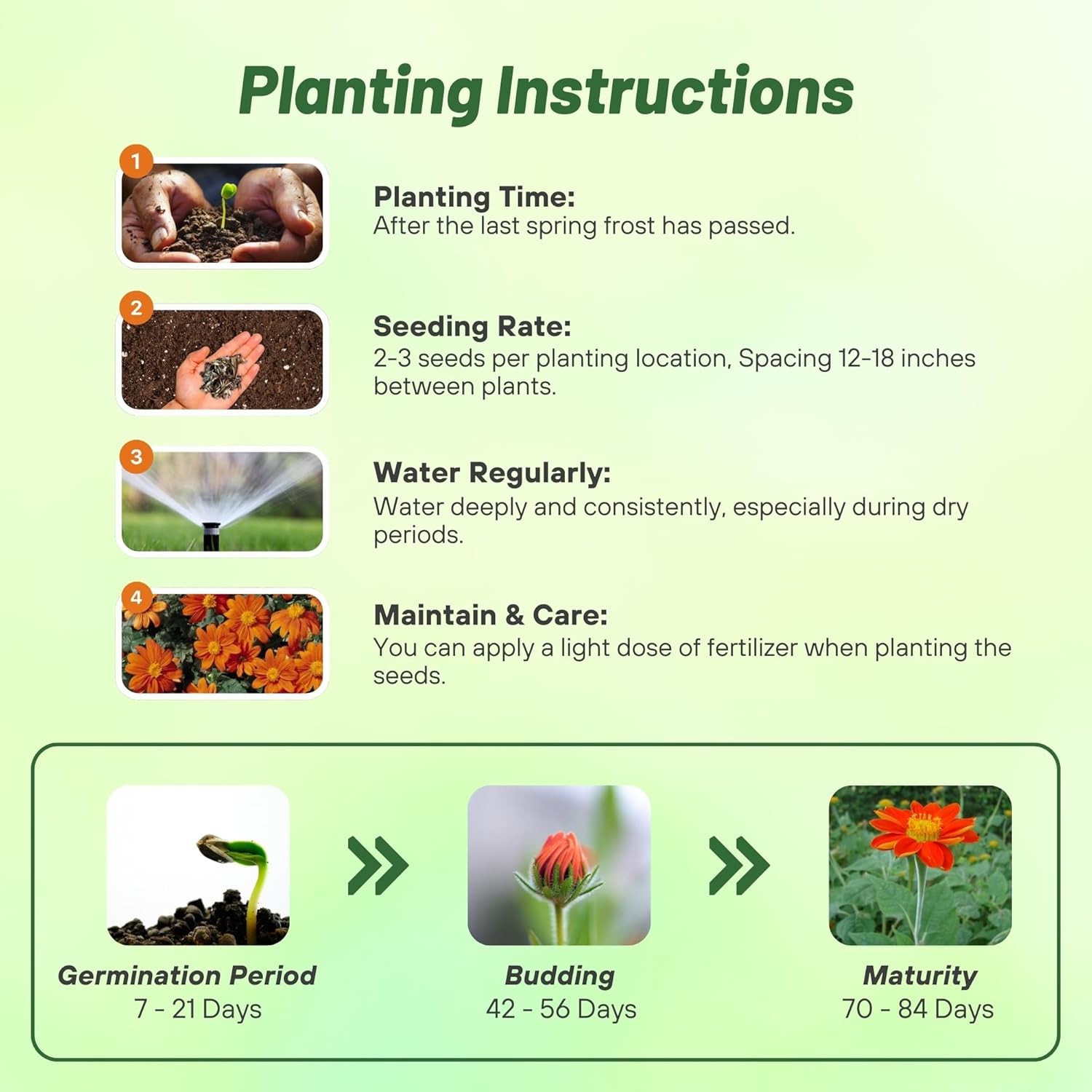 500 Seeds Orange Mexican Sunflower Seeds For Planting | Tithonia Speciosa