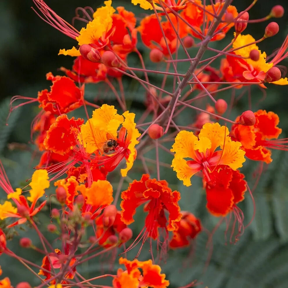 RED BIRD OF PARADISE, MEXICAN | Dwarf Poinciana (C. pulcherrima) – 10 Seeds
