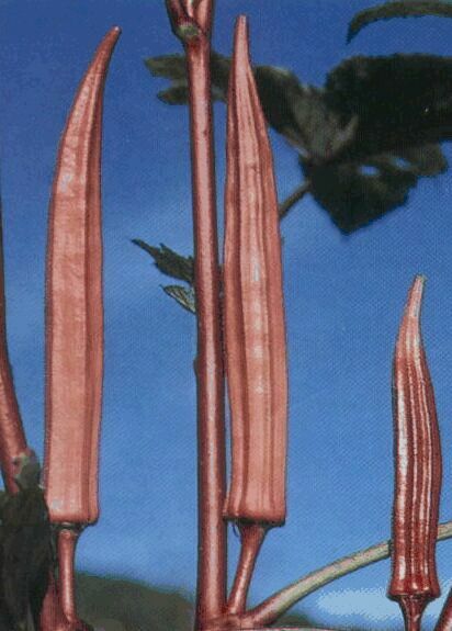 Okra Burgundy Red 500 seeds