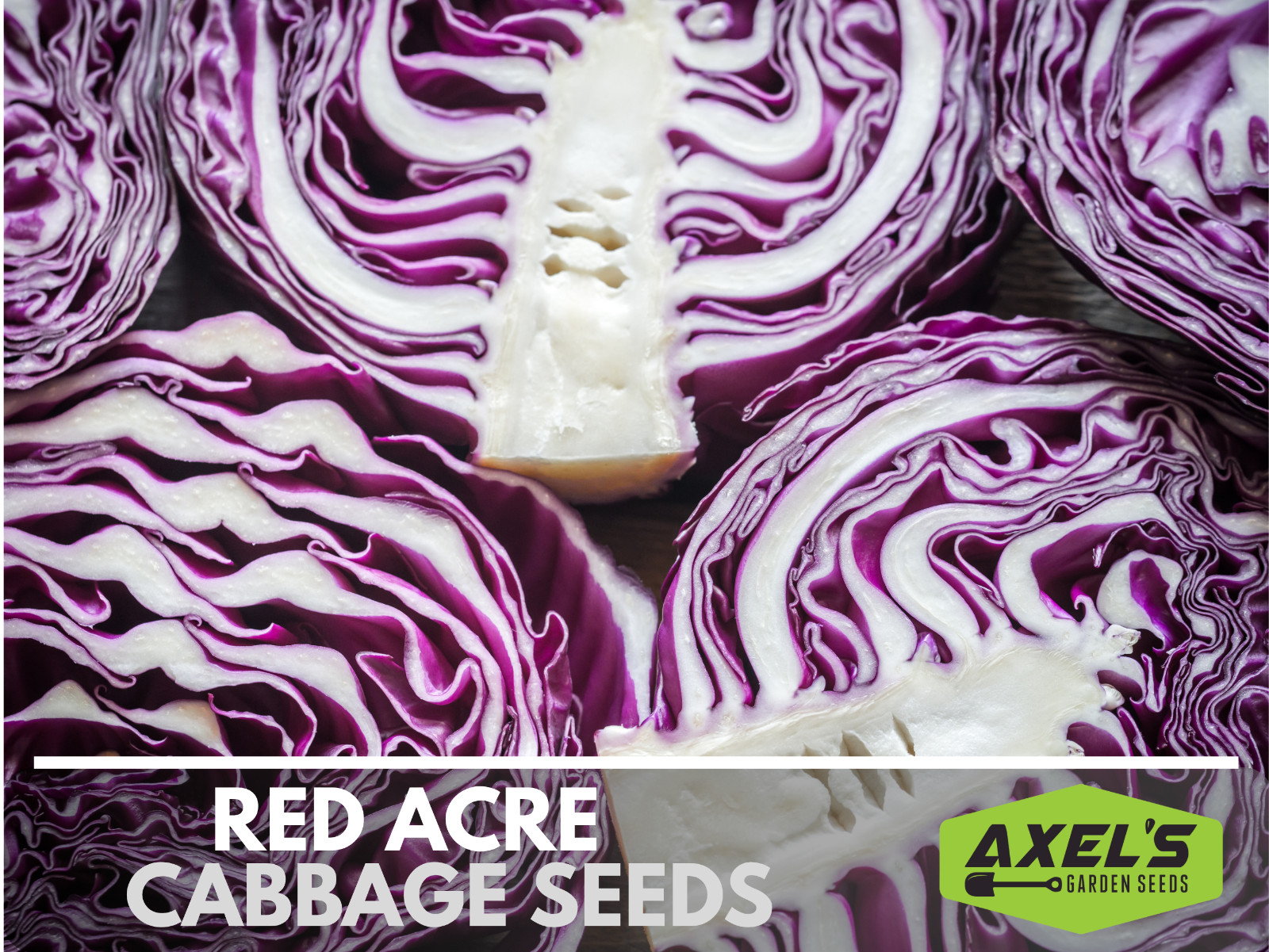 Red Acre Cabbage Seeds | Non-GMO | Heirloom | Fresh Garden Seeds