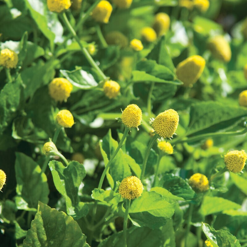 100 PARACRESS SEEDS – MEDICINAL HERB – AKA; TOOTHACHE PLANT FREE SHIPPING