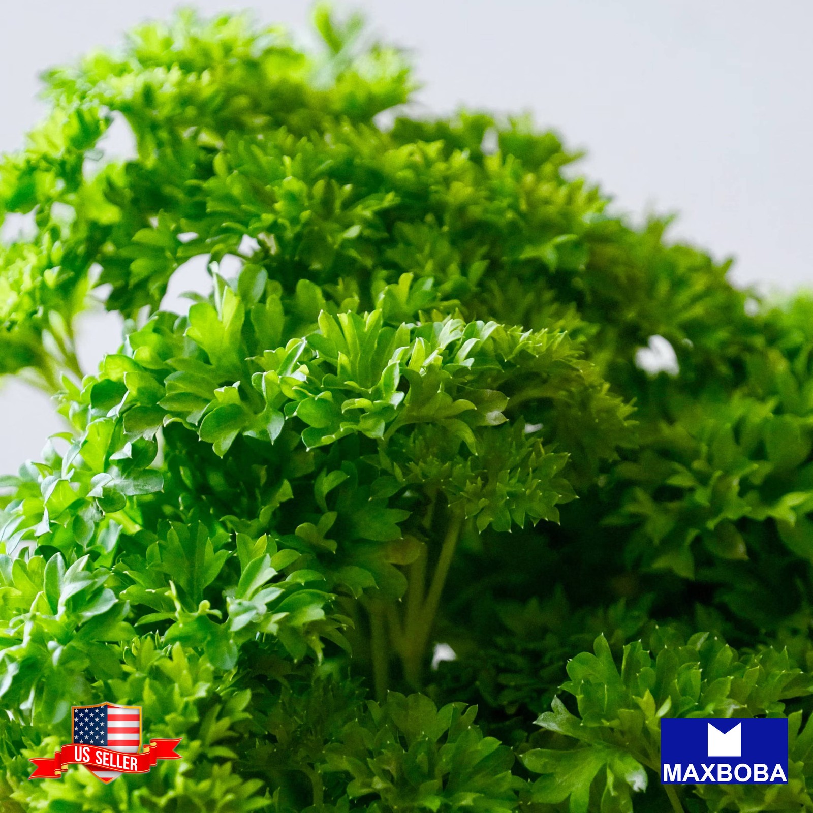 1000 Parsley Seeds Moss Curled Organic Non-GMO Heirloom