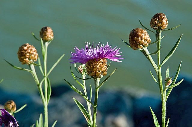 Centaurea jacea | Brown Knapweed | 20 Seeds