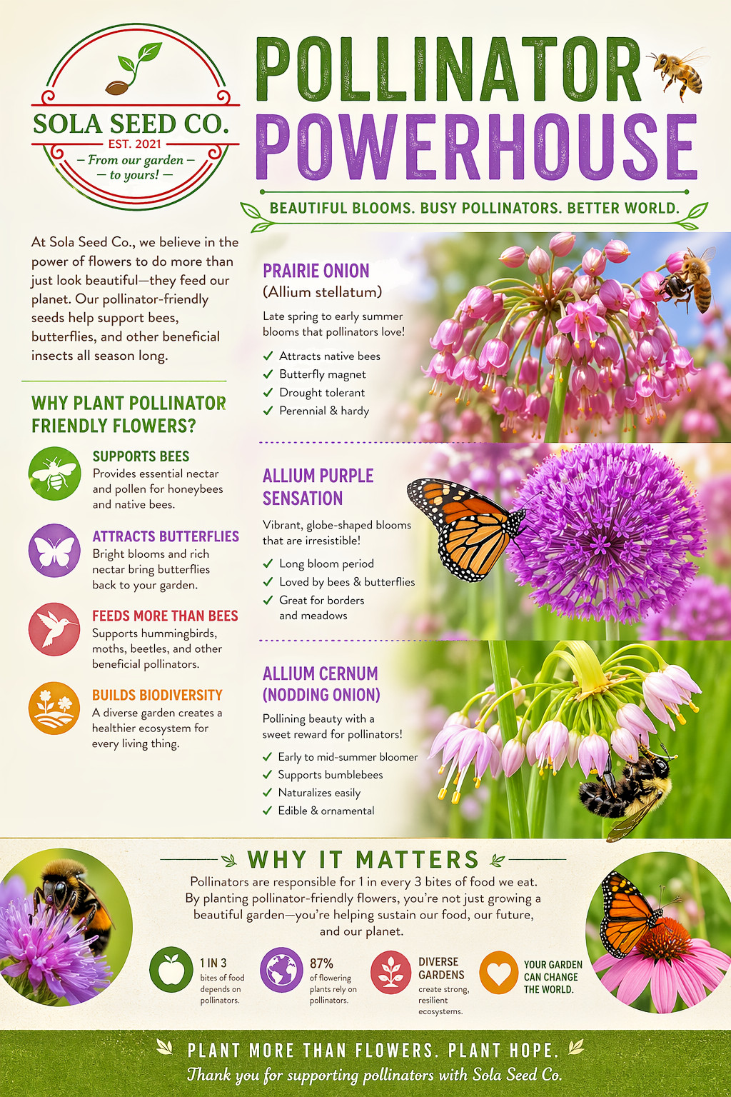 100 Prairie Onion Seeds (Allium stellatum) American Heirloom Non-GMO USA