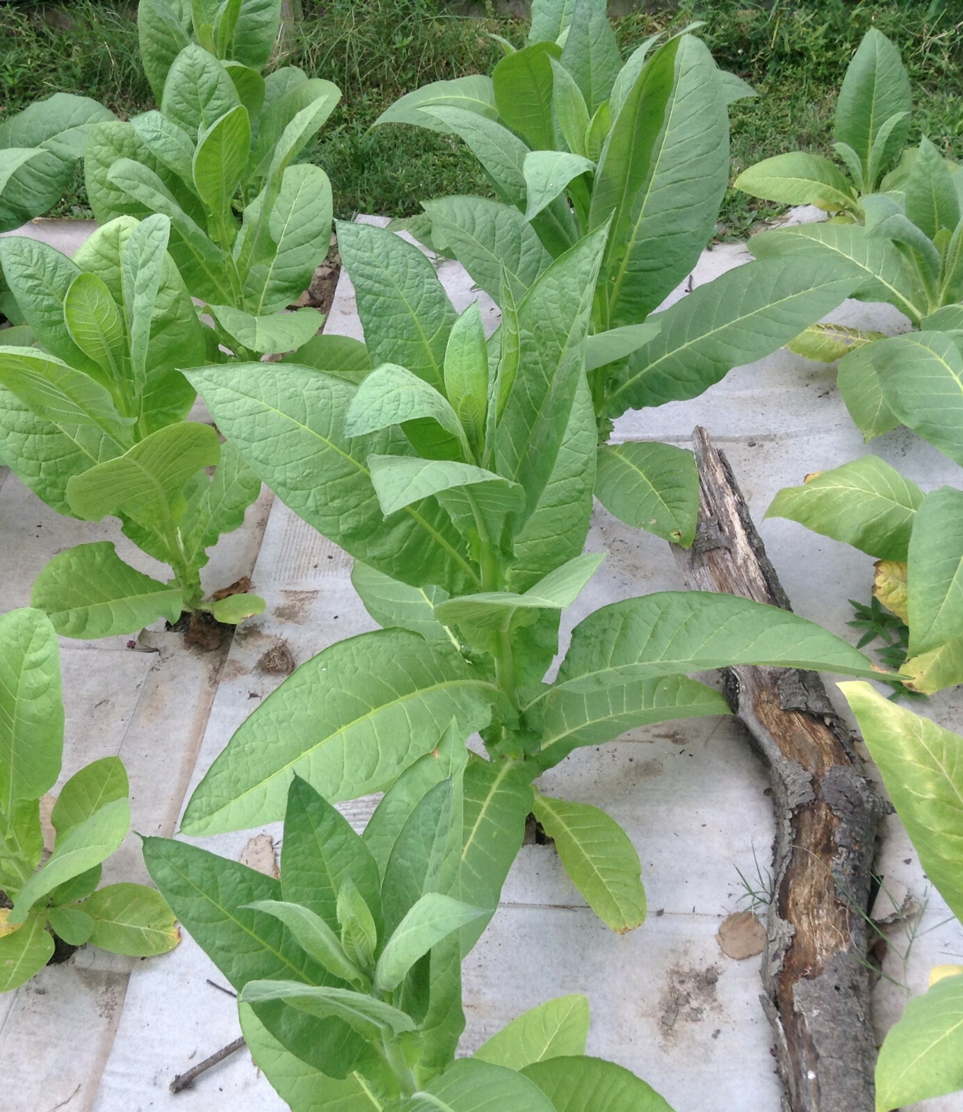 Caribbean Style Cigar Tobacco Seed Blend Kit – (1000+ seed each of 3 varietes)