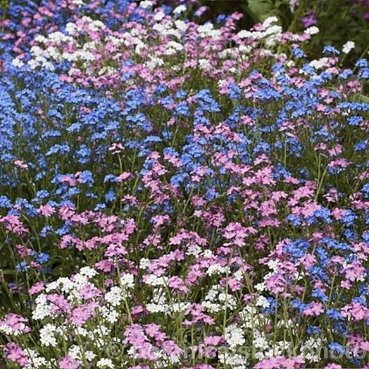 Forget Me Nots MIXED COLORS Perennial Early Blooms Pollinators Non-GMO 500 Seeds