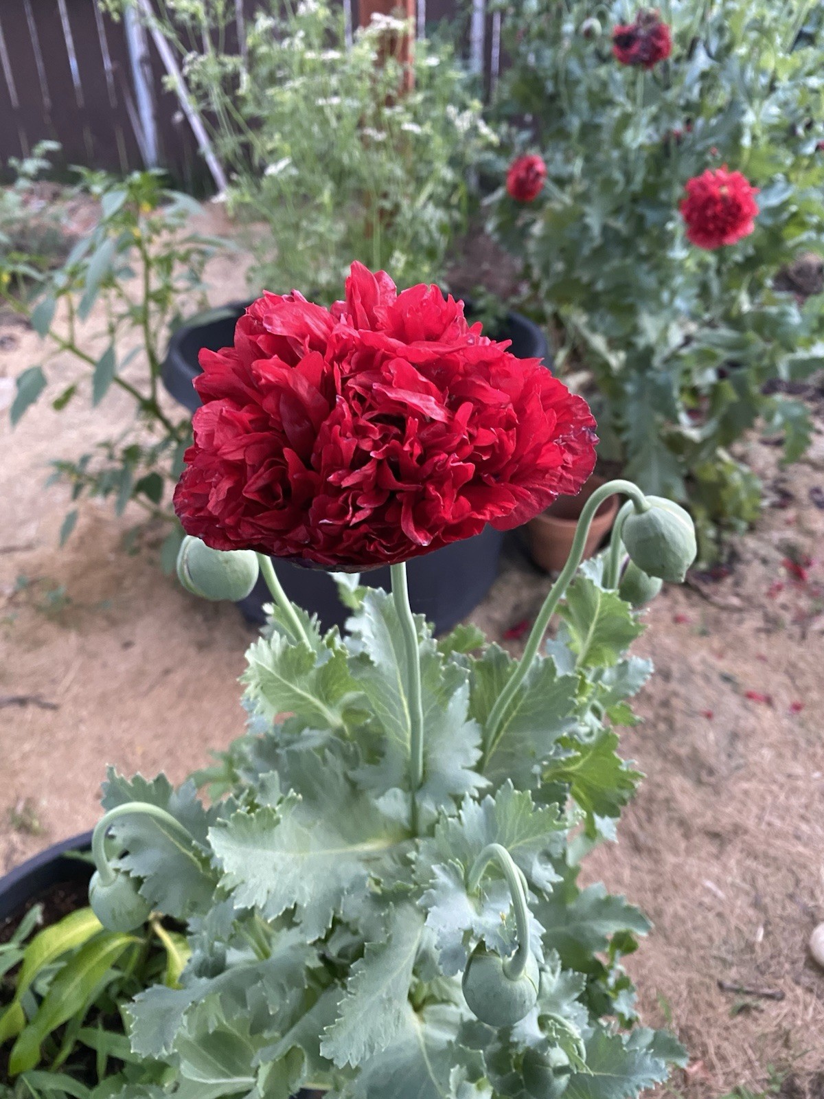 Red Poppy Double Flower Deep Red 100 Seeds.