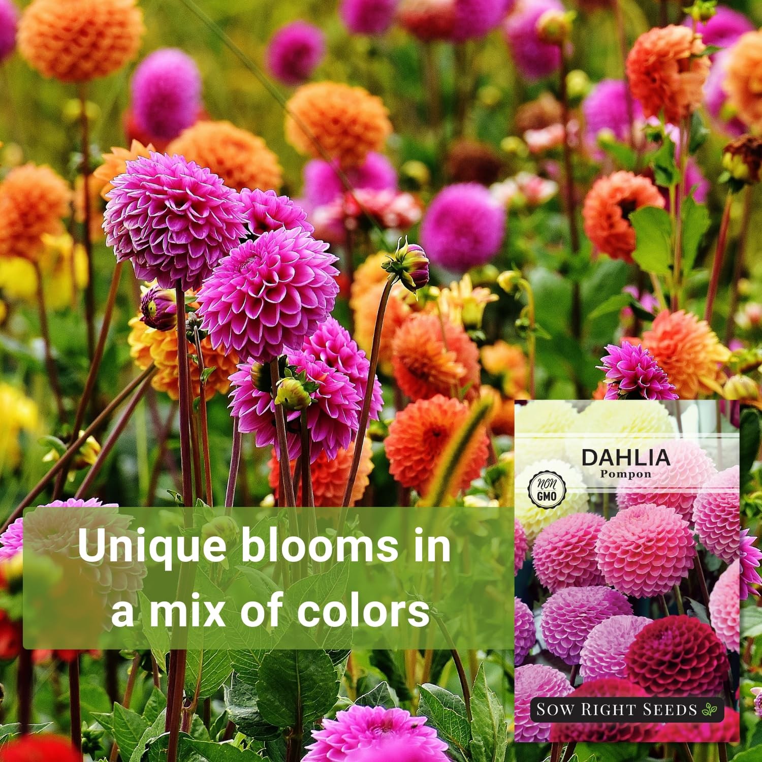 Sow Right Seeds – Pompon Dahlia for Planting – Annual Non-GMO Mix