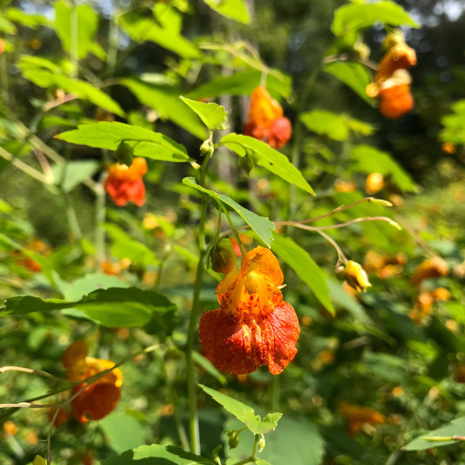 Jewelweed, Orange (Impatiens capensis)