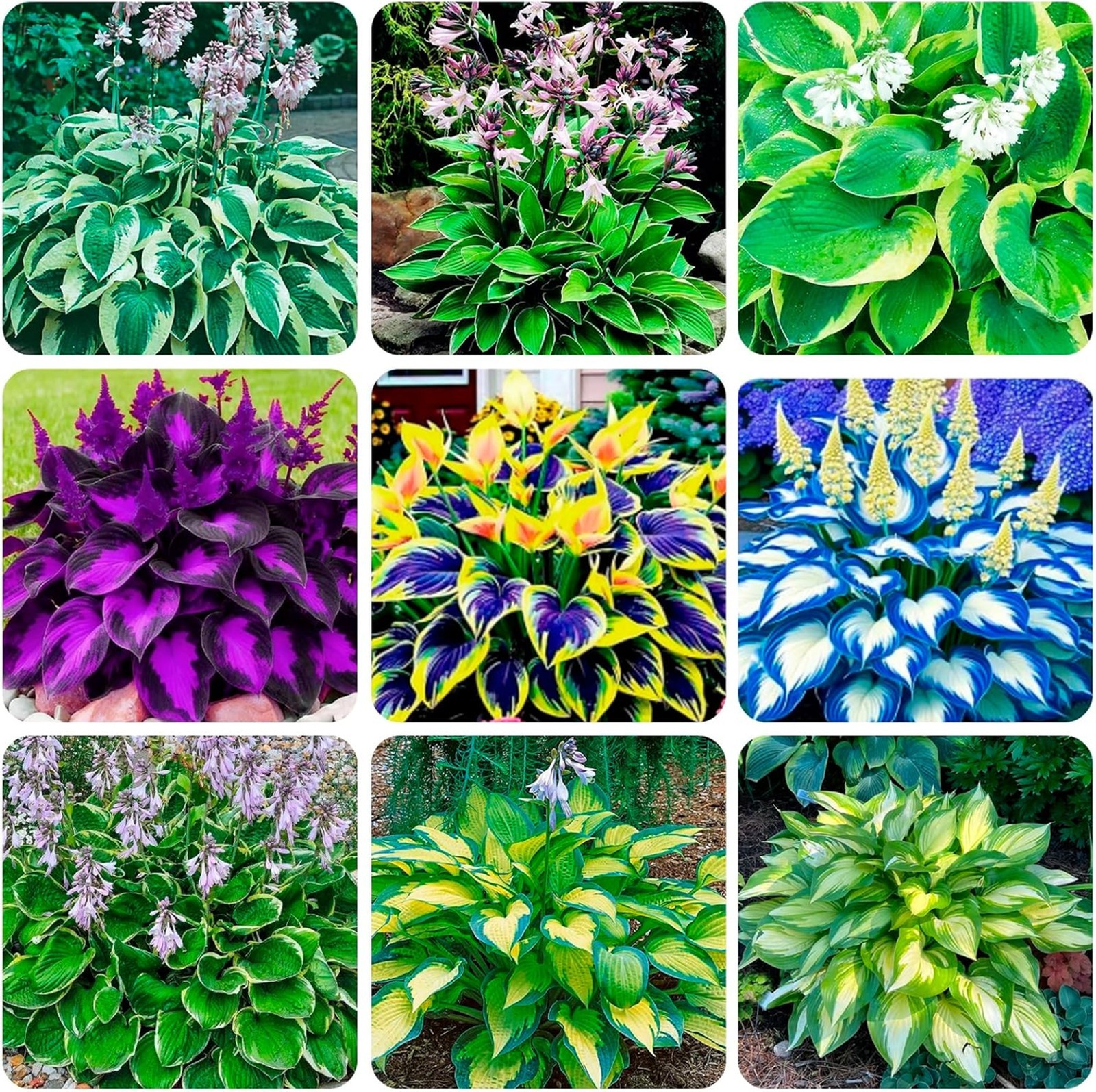 Perennial Flower Seeds Hosta 350+ Seeds for Garden Planting Outdoor Home