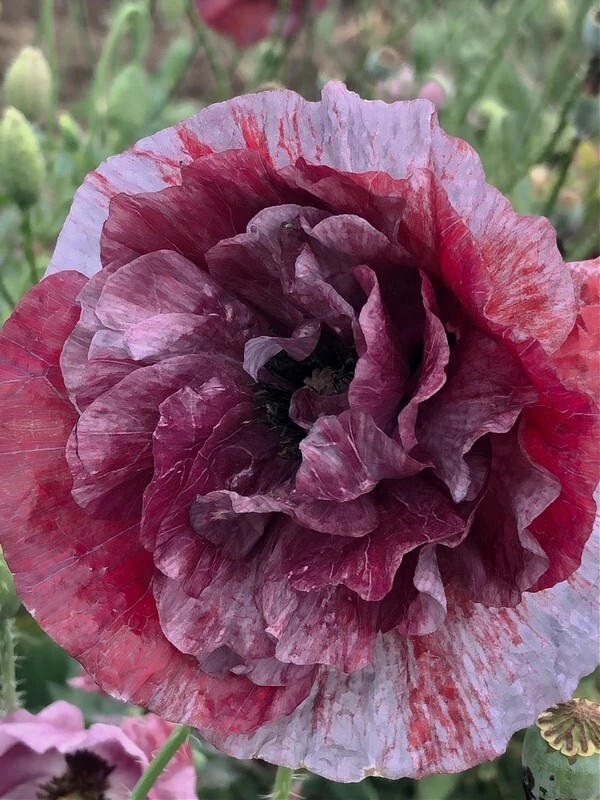50+ Pandora Poppy seeds