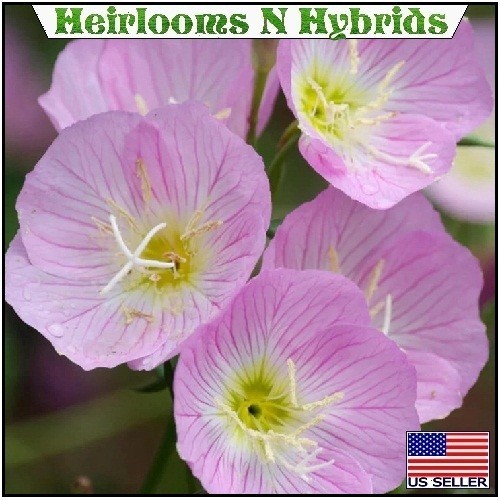 Showy Evening Pink Primrose Seeds Oenothera Speciosa 5,000 – 20,000 Seeds