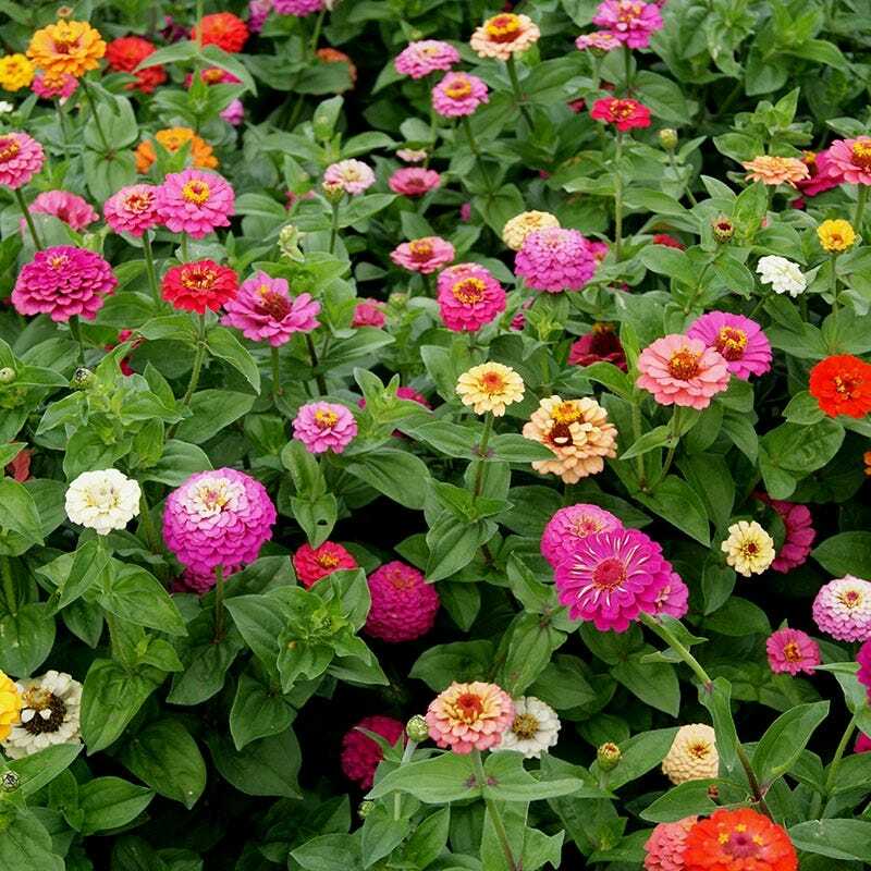 Zinnias CUT AND COME AGAIN Flowers Butterflies Hummingbirds Non-GMO 100 Seeds!
