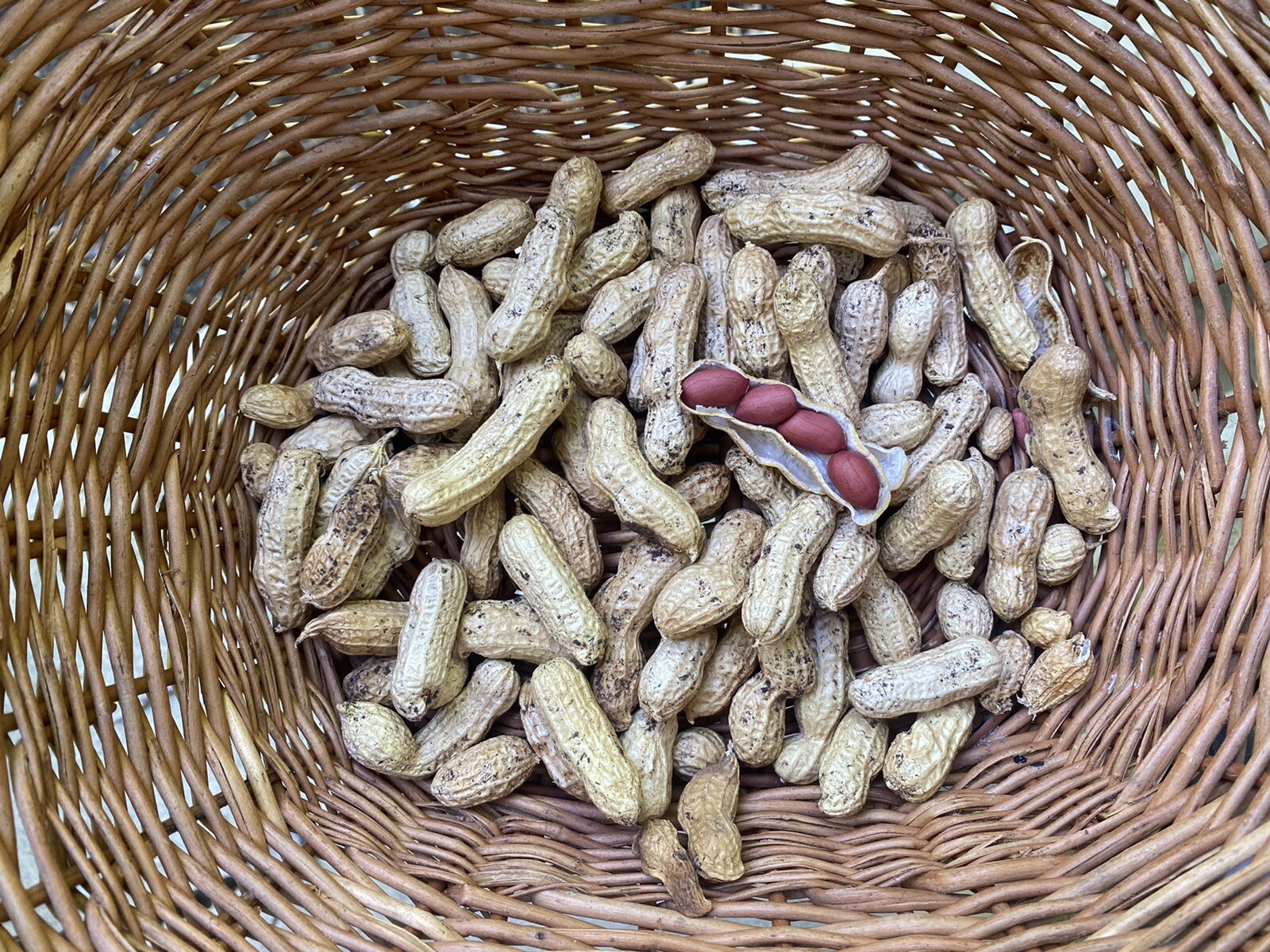 Peanut Seeds 20 Per Packet HOMEGROWN Red Peanuts Rachis Hypogaea MADE IN USA
