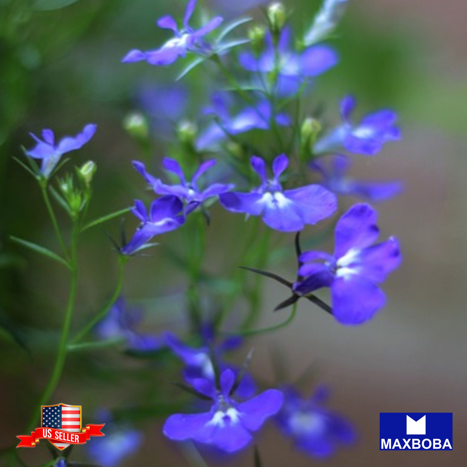400 Lobelia Seeds Cambridge Blue Non-GMO BOGO 50% OFF