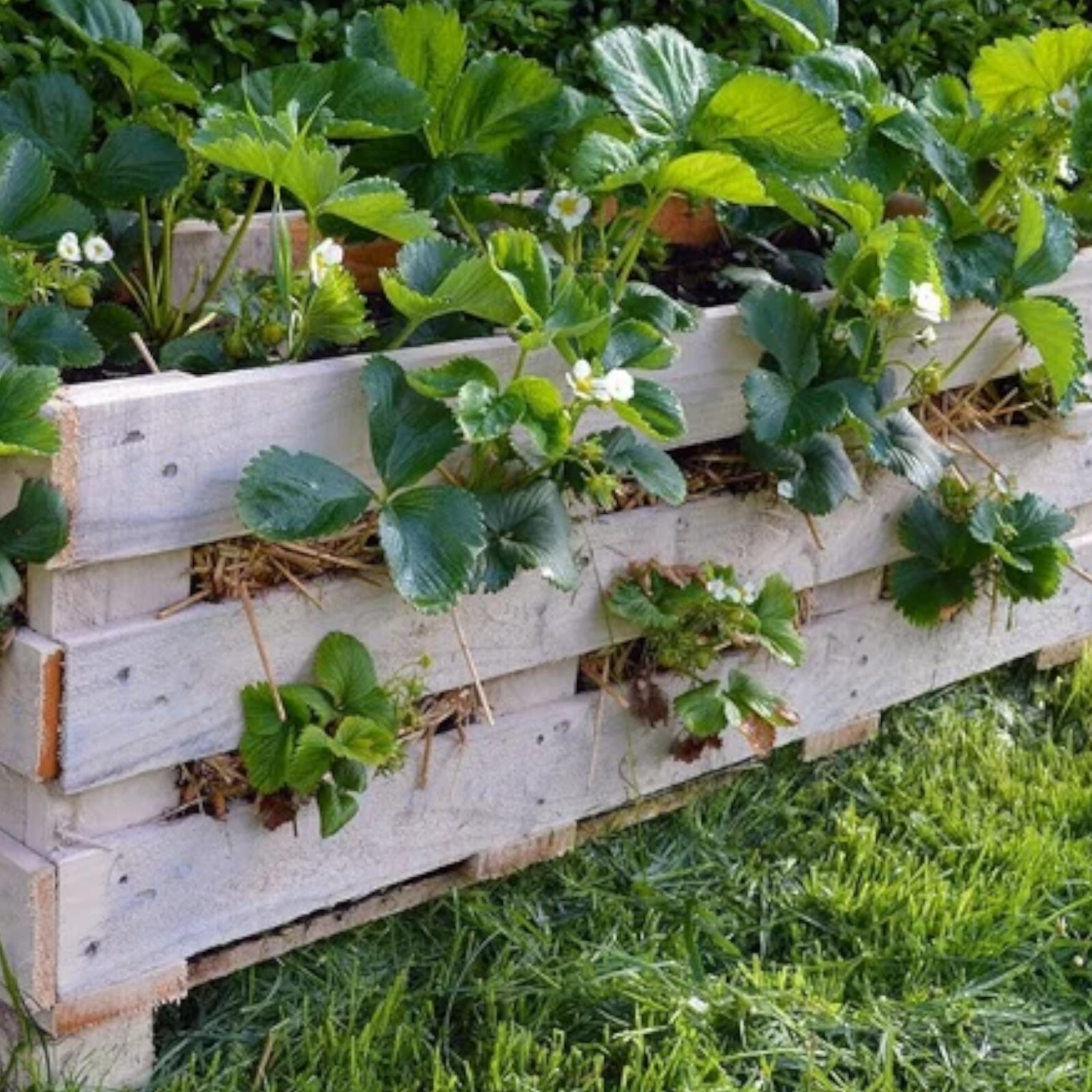 200 pcs Cream Strawberry Seeds – Hardy Perennial Herb, Fall & Spring Planting
