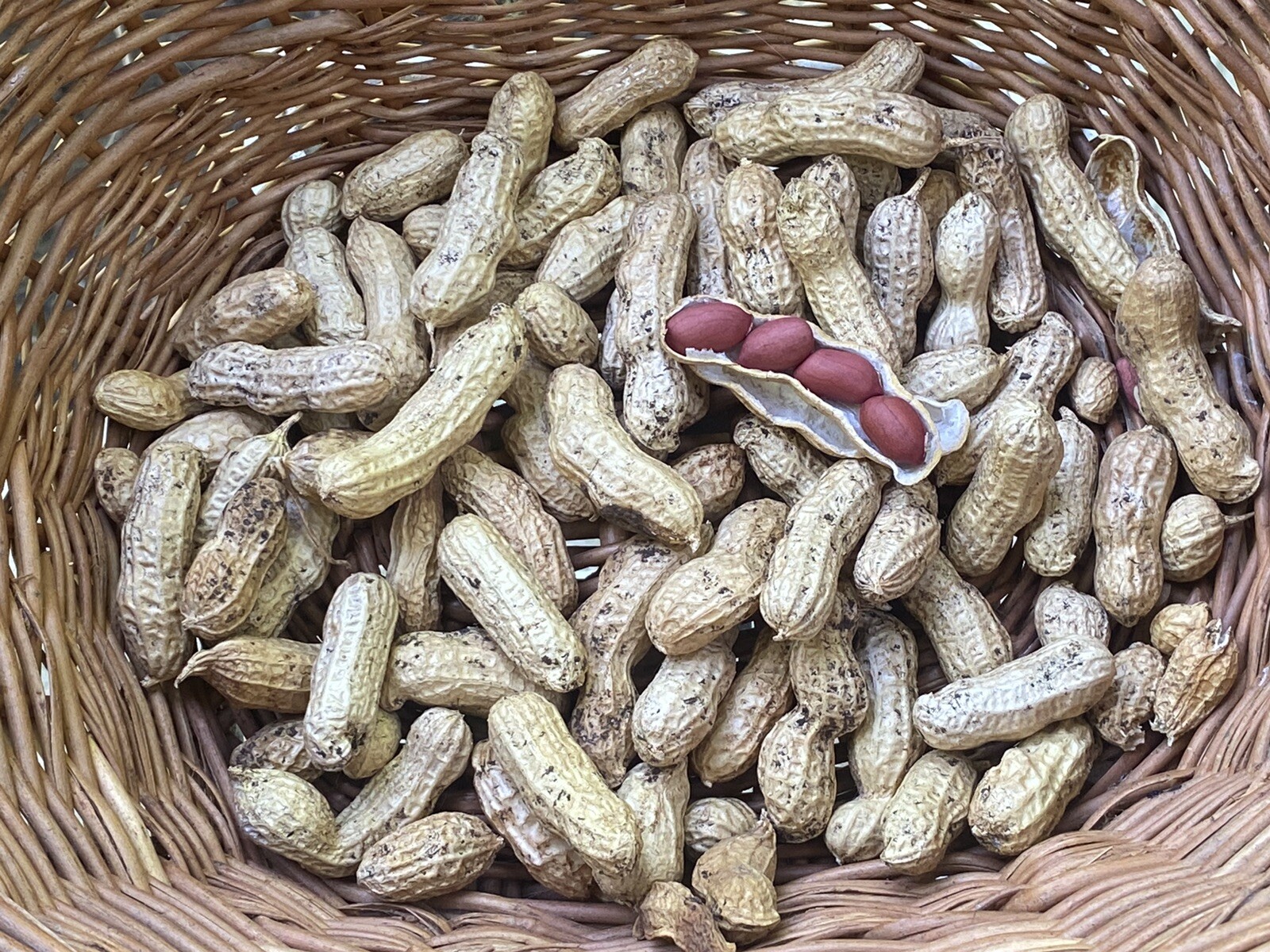 Peanut Seeds 20 Per Packet HOMEGROWN Red Peanuts Rachis Hypogaea MADE IN USA