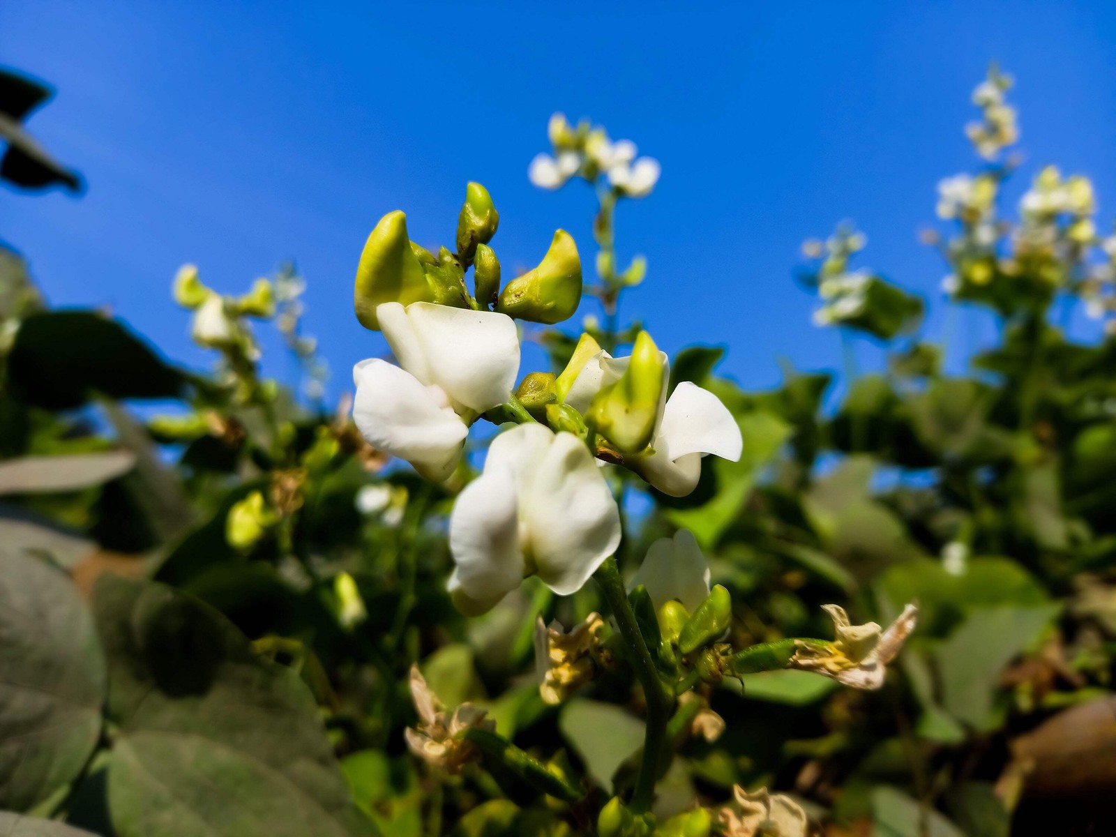 20 FORDHOOK LIMA BEAN Phaseolus Lunatus Bush Bean Vegetable Seeds